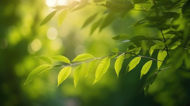 Feuilles vertes sur une branche d'arbre