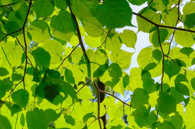 Feuilles vertes sur une branche. Texture de fond