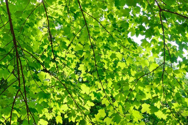 Feuilles vertes sur une branche. Texture de fond