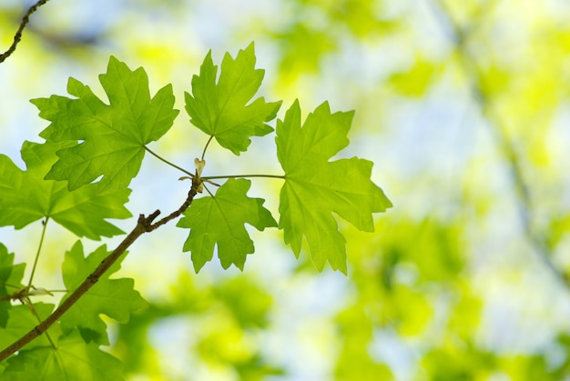 Feuilles vertes sur une branche