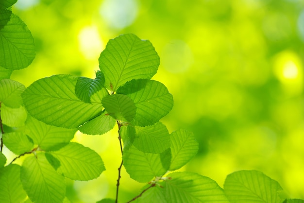 Feuilles vertes sur une branche