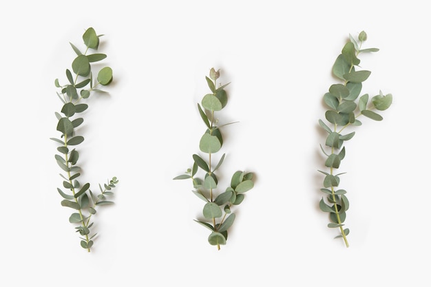 Feuilles vertes de branches d'eucalyptus sur fond blanc