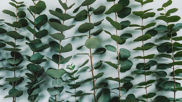 Photo des feuilles vertes de branches d'eucalyptus sur un fond blanc