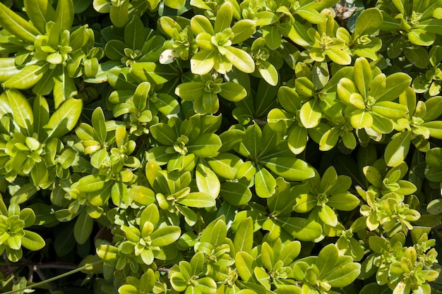 Feuilles vertes brillantes abstraites comme fond texturé nature