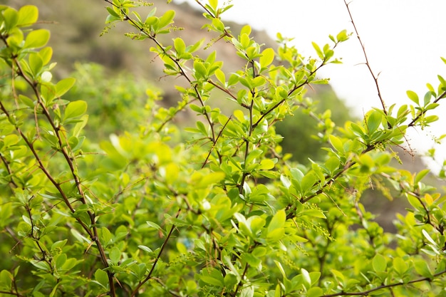 Feuilles vertes d'un buisson d'épines