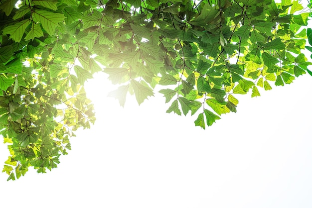 Feuilles vertes de buisson de plantes tropicales