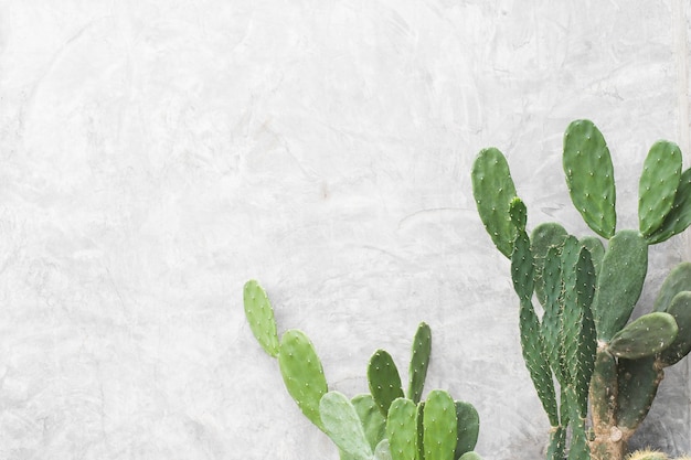 Feuilles vertes de cactus sur fond de mur blanc