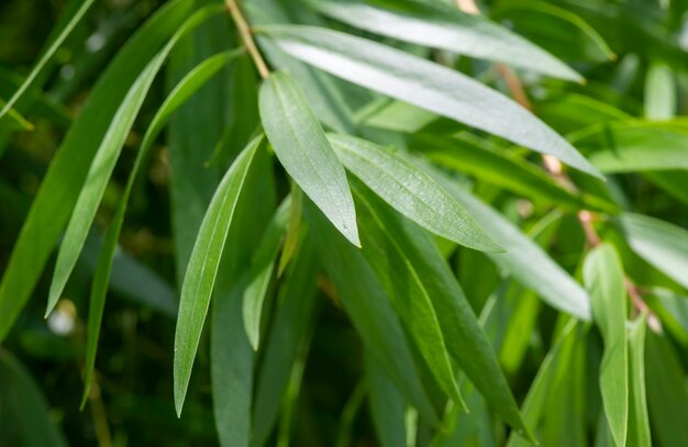 Feuilles vertes de Cajuput Melaleuca cajuputi dans un foyer peu profond