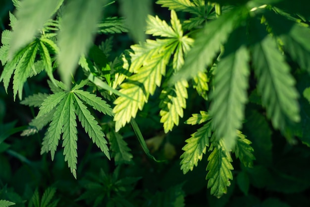 Feuilles vertes de cannabis sur un buisson dans le jardin