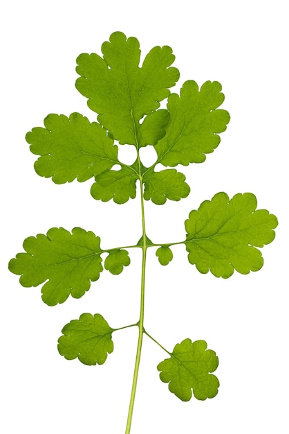 Feuilles vertes de chélidoine isolé sur fond blanc