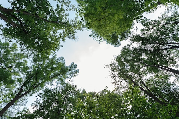 Feuilles vertes sur le ciel au milieu du coeur