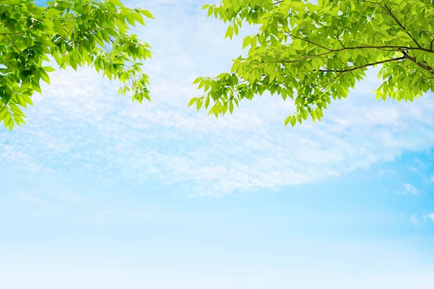 Feuilles vertes sur un ciel bleu