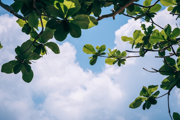 Feuilles vertes contre le ciel et le nuage blanc Copiez l'espace pour le texte