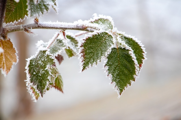 Feuilles vertes couvertes de givre de mûre sur un buisson en hiver sur un arrière-plan flou