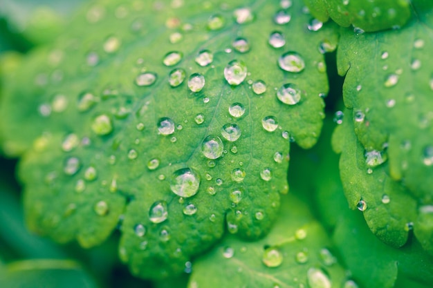 Feuilles vertes couvertes de gouttes d'eau