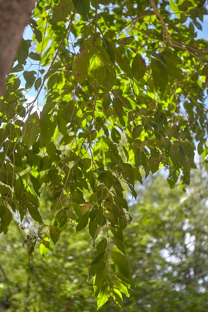 Photo les feuilles vertes créent de l'ombre