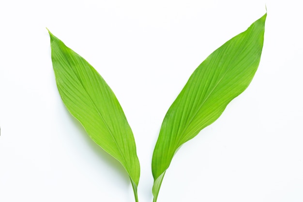 Feuilles vertes de curcuma sur blanc.