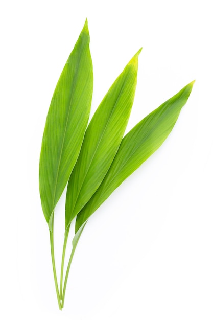 Feuilles vertes de curcuma sur fond blanc.