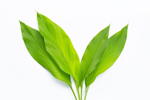 Feuilles vertes de curcuma.