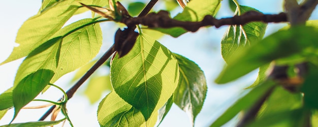 Feuilles vertes dans un arbre au soleil