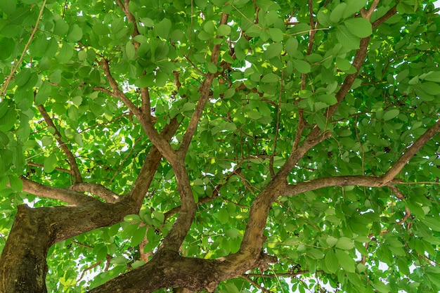 Feuilles vertes dans l'arbre