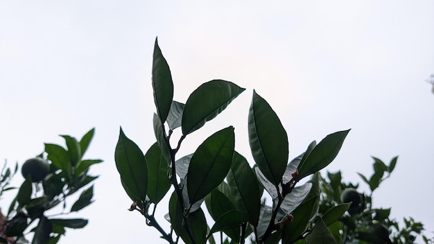 Feuilles vertes dans le ciel