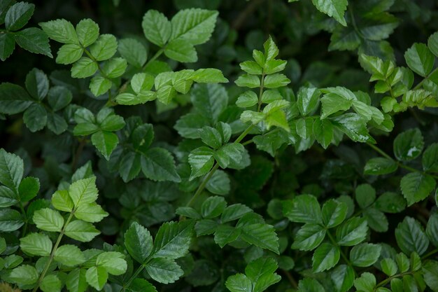 Feuilles vertes dans un fond vert de plantes sauvages du parc