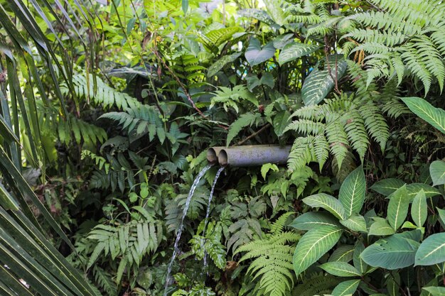 Feuilles vertes dans la forêt tropicale pour fond naturel