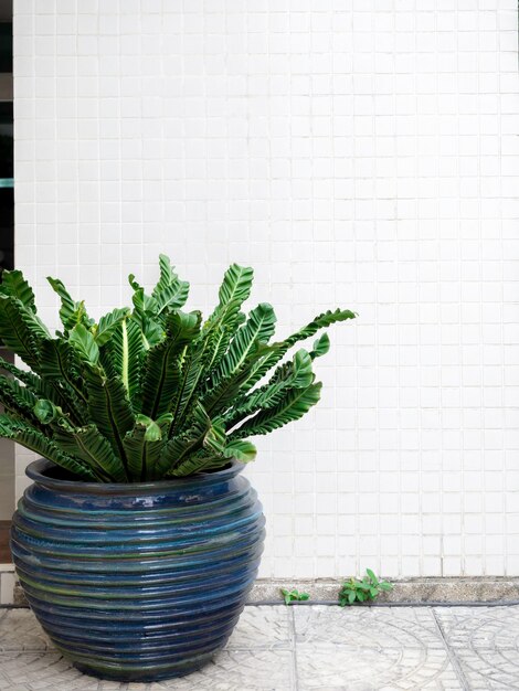 Les feuilles vertes dans un grand pot de plantes en faïence en céramique bleue sur la décoration de sol en carreaux de pierre devant le fond de mur en mosaïque blanche avec un style vertical de l'espace de copie