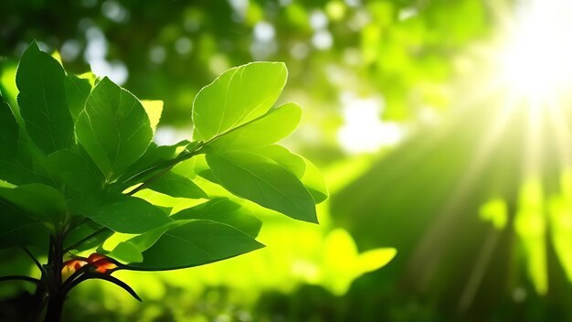 Les feuilles vertes dans le jardin La lumière du soleil au printemps La nature