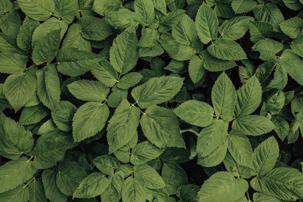 Feuilles vertes dans le jardin