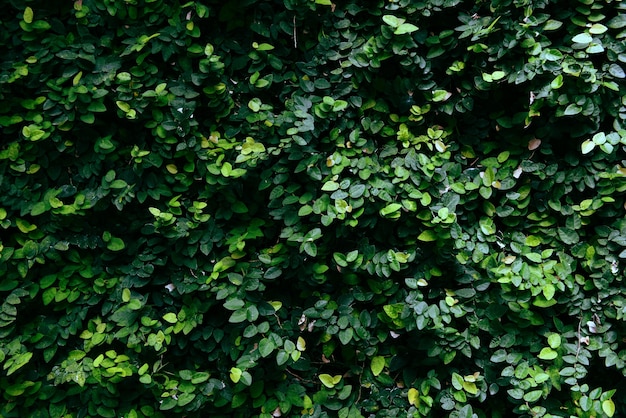 Feuilles vertes dans un jardin