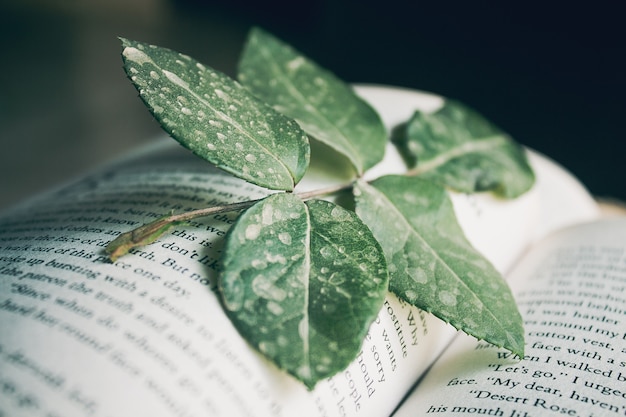 feuilles vertes dans un livre