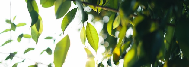 Feuilles vertes dans la nature sur fond de feuille de soirée d'été