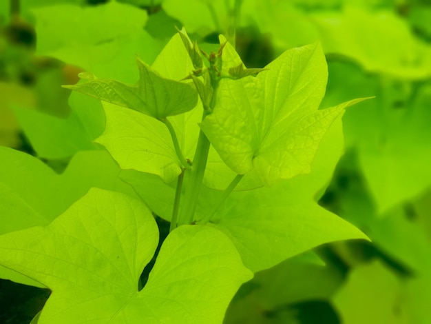 Feuilles vertes dans la nature de fond de jardin et papier peint