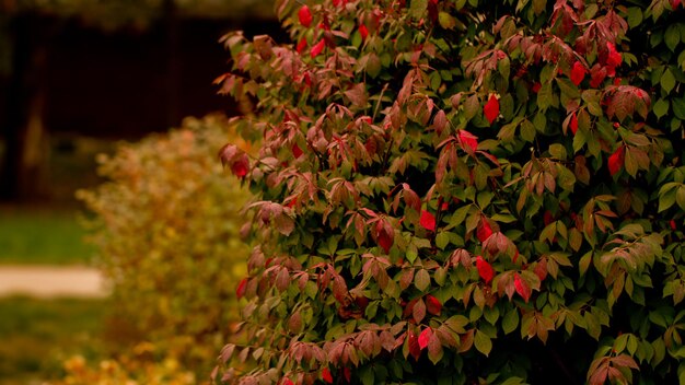 Feuilles vertes devenant orange dans le jardin