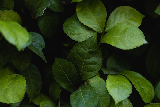 Photo feuilles vertes discrètes fond de nature sombre