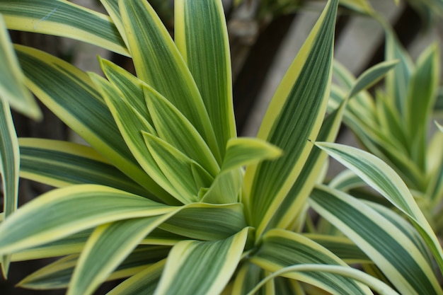 Les feuilles vertes de Dracaena se referment pour servir de toile de fond.