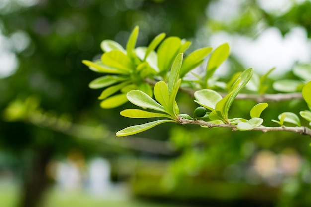 Feuilles vertes du calebasse