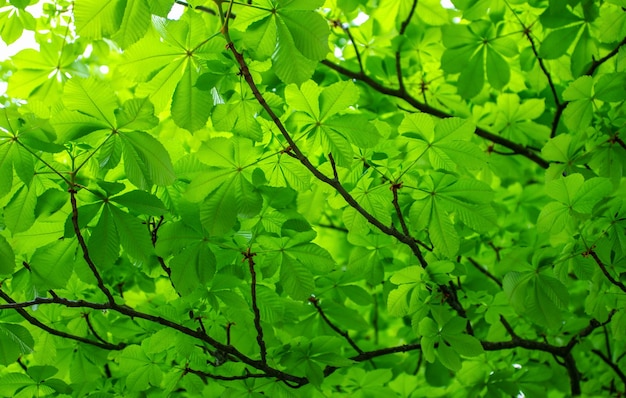 Les feuilles vertes du châtaignier