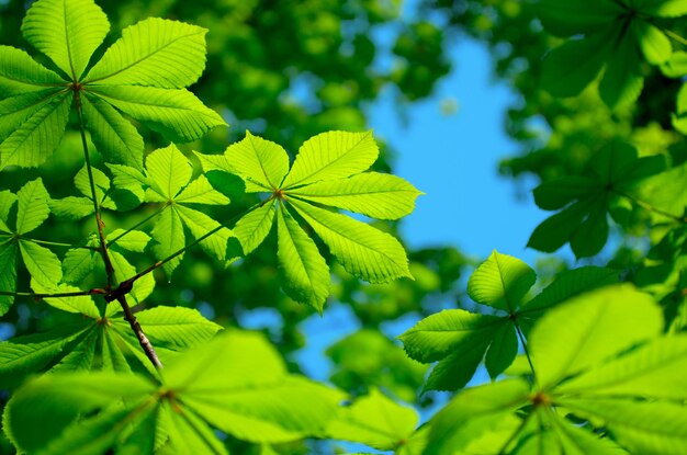 Les feuilles vertes du châtaignier