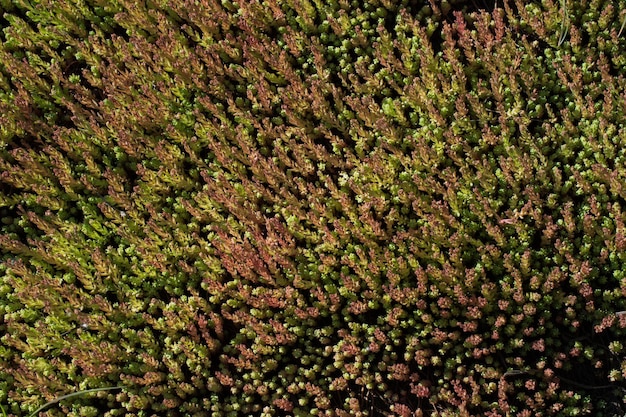 Feuilles vertes du printemps en arrière-plan