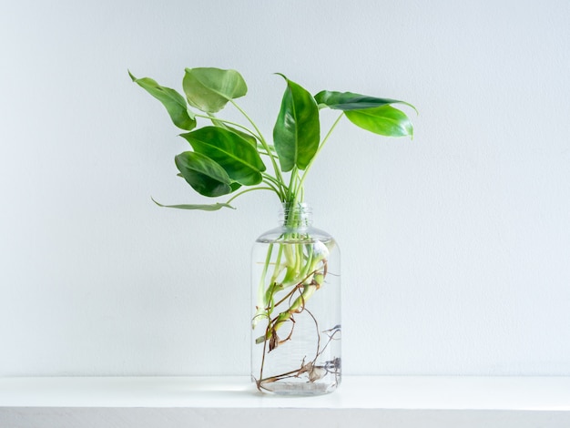 Feuilles vertes avec de l'eau dans une bouteille en plastique transparente.