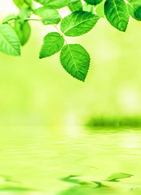 Les feuilles vertes et l'eau de source