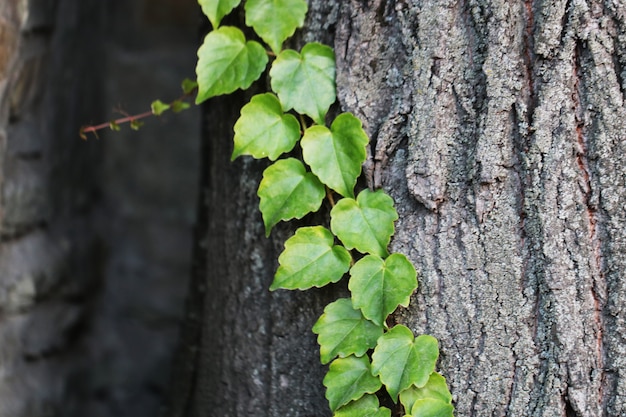 Feuilles vertes sur l'écorce de chêne bouclée