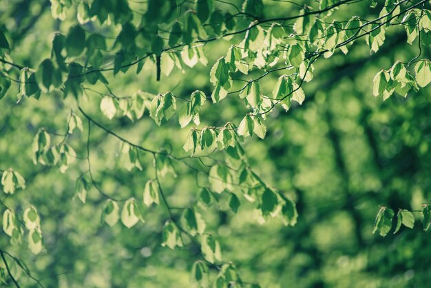 Feuilles vertes ensoleillées