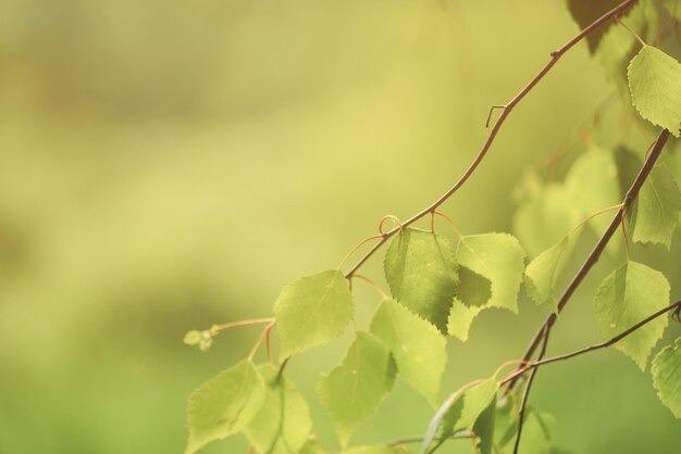 Feuilles vertes ensoleillées