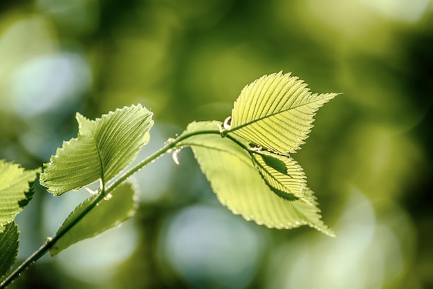 Feuilles vertes ensoleillées