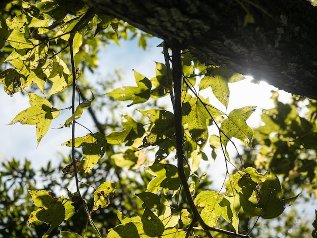 Feuilles vertes sur l'érable avec un ciel bleu.