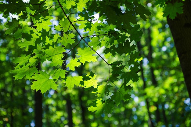 Feuilles vertes sur l'érable